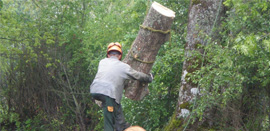 Diversification des activités